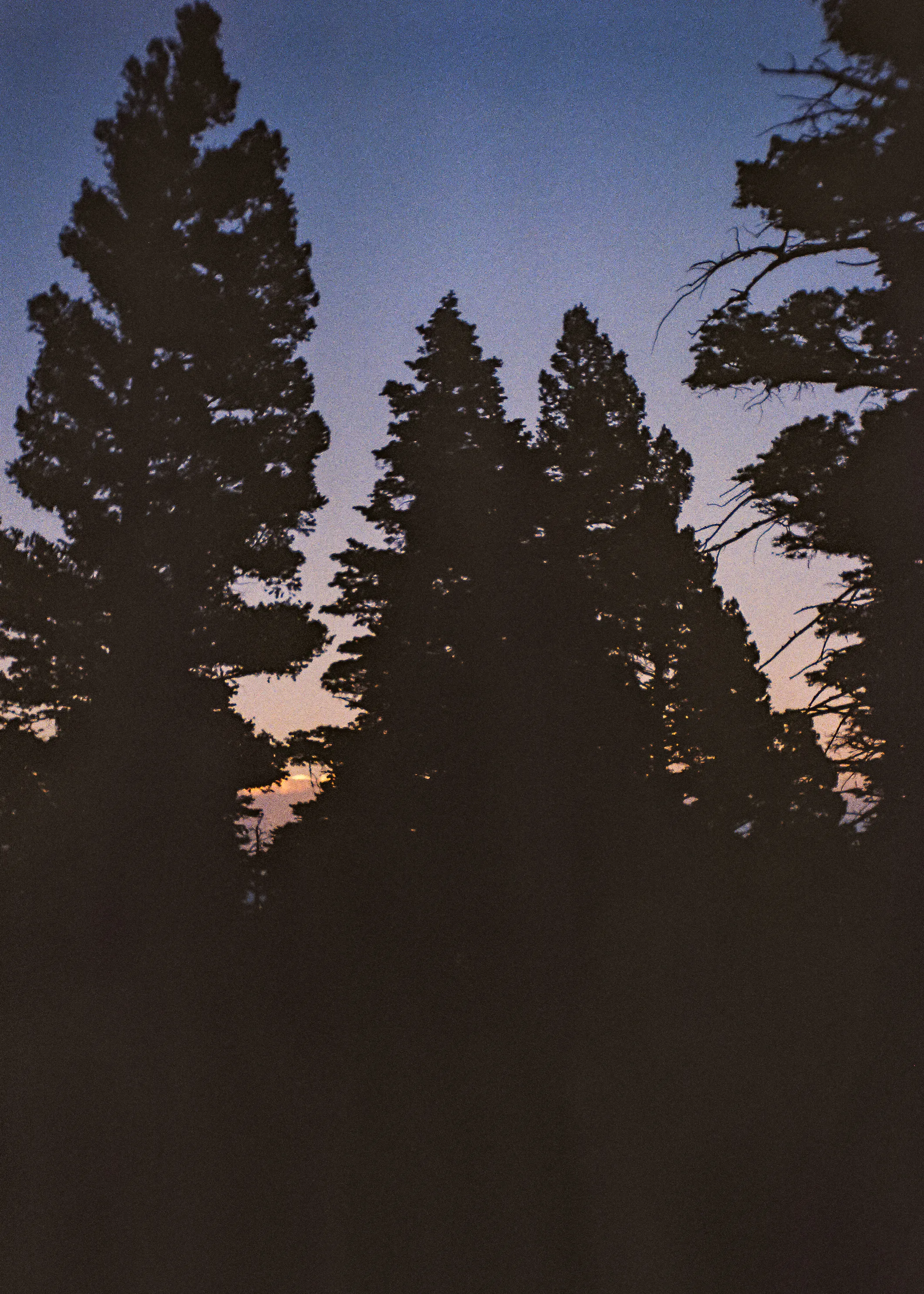 AC03 - Towering Pine Trees